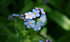 蛇与羊的属相匹配性探析：生肖为蛇与羊者是否适合成为夫妻关系？