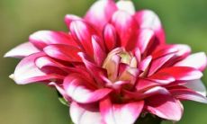 你的生肖是否包含在2021年犯太岁的辛丑年生肖名单中？