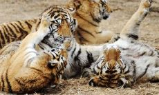 1986年出生的属虎人：探究2021年的命运，向您推荐适宜佩戴的吉祥物