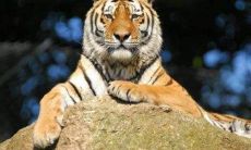 1998属虎人2021年运势如何？推荐佩戴哪些吉祥物以增强好运！