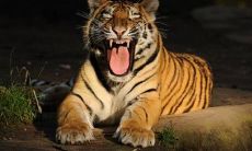 2010年属虎人：2021年的命运展望及适合佩戴的幸运吉祥物推荐