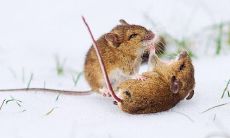 探讨1996年出生的属鼠女性个性特点与行为表现，以及其潜在的影响因素和可能的发展趋势