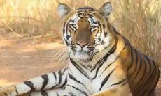 2021年牛年属虎人的运势：十年之期，牛转虎颜，祸福相伴，如何应对？