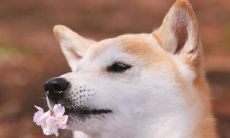 2021年属狗的人将会遭遇刑太岁，那么他们的运势将会受到影响，如何化解刑太岁以及应对这种情况呢？