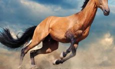 及运程预测分析