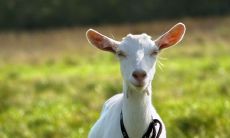 2021年属羊人的生肖运势分析：刑冲太岁所带来的凶吉预测