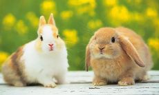 请问根据中国十二生肖，1975年的人属于哪个生肖？