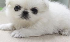 关于1982年属狗人2021年运势的详细解读，涵盖农历每个月的吉凶变化！