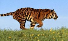 您会知道，1962年出生的人属于哪个动物的生肖？