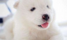 如何化解2021年生肖狗刑太岁的不利影响以及在牛年佩戴哪些吉祥物能够助力狗犯太岁？