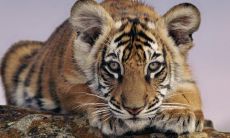 2021年，即将迎来72岁人生历程的生肖虎女，如何应对50年来的运势变幻？