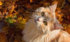 清纯渣女也可以有的霸气网名！贯穿冷艳与魅力的女生网名推荐