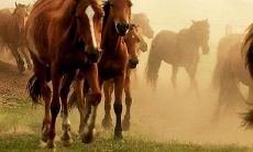 2019年下半年，马儿们的运势会如何表现呢？