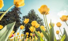 男属龙女属牛会变成旺夫吗？探讨男龙女牛婚姻的结局