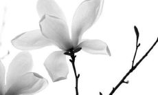 1996年属鼠男命的2022年桃花运及26岁男虎年感情婚姻运势预测