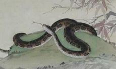 探究2019年下半年属蛇人的运势，展望其整体表现及可能面对的挑战和机遇