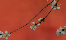 2022年属羊女的财运表现会如何？如何通过提升自身素质来提高财运？