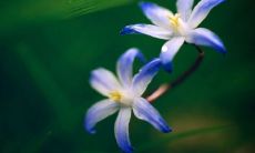 93年属鸡的姻缘佳偶呈现璀璨之姿：追溯至1993年以来，哪一年属鸡能够找到最佳伴侣？