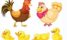 你身为属鸡人，桃花劫会袭来！想知道你应该躲避哪个生肖狗吗？