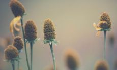 93年生的属鸡人可能会经历多少次婚姻，以及他们的婚缘在哪些年份会特别突出？