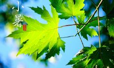 出生于小暑节气的生肖鼠，它们的命运究竟如何呢？