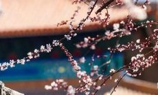 女孩取名大全！免费测试打分系统，助您找到最适合的个性化命名！