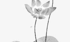 2022年猪年的感情和桃花运：根据太岁相合的运势，将会非常顺畅！