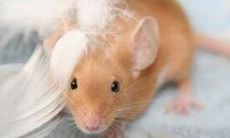 2021年62岁生肖鼠男的运势：探究1960年出生者的60年前缘与今年运势