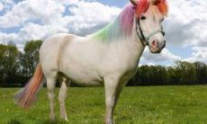 2021年属马人命运预测：牛年运势详解，命运如何？