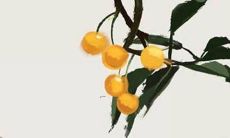 属蛇的人应该选择哪些符合吉祥之物以获得顺利的转运？