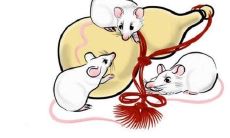 2020年十二生肖运程不佳的有哪些？