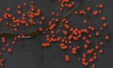 2022年度鼠猴属悉准每月运势预测信息全揭示