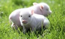 2021年牛年属猪人的综合运势及详尽命运预测全书