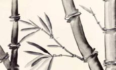 属龙人2022年的属猪运势预测和解读：全年趋势分析及具体影响分析