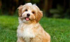 探寻1970年出生的属狗者在2021年牛年的运势：充满变数的命运之路？