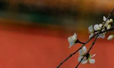 对于出生于1998年的属虎人，在2022年的运势如何？