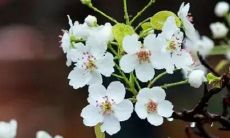 如何通过佩戴金饰来化解属猴者在虎年受太岁影响的不利情况？