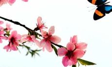 2022年生肖猪全方位详解，包括事业、财运、爱情、健康等方面的运势预测