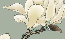 预测：针对86生肖虎和双鱼的2022年运势，将带来丰富多彩、充满挑战和机遇的未来！