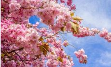 生肖属蛇女配对婚姻命盘解析：详细分析属相配婚表，助您找到最适合自己的另一半