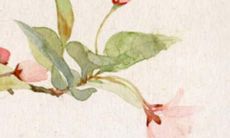 最佳姓氏为“白”的美丽、优雅、独特名字推荐