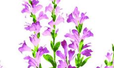 适合1986年出生属虎人使用的取名字方案有哪些？