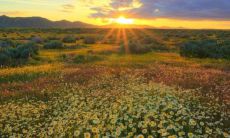 和工作命运：探究1968年属猴女性在婚姻和职业方面的命运注定？