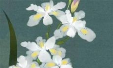 2022年，根据属相为牛的生肖，展望牛运之势