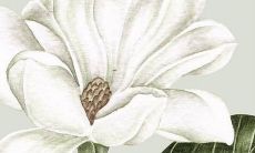 在虎年，你的能量、勇气和机遇是否得到显著提升？