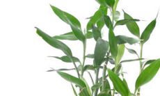 描绘：揭秘属狗2022年运势和人际关系，使用水墨绘画艺术塑造个性化运程的独特魅力