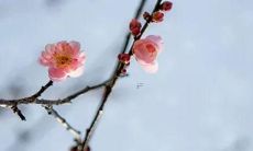 2022年的蛇年大忌是什么？虎年属蛇人应该避忌哪些事物？