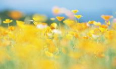 哪些属相会与兔相冲？哪一个属相会带给兔子好运和财富？