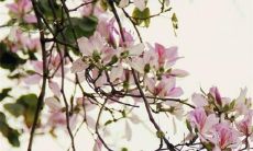 2021年是狗年，犯太岁的人何时可以告别不顺之事？如何化解太岁对生活带来的影响？