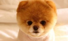 探寻2023年生肖狗的财运，寻找最佳财富方位：是否位于北、西、东方？